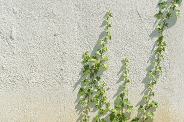 ivy on wall