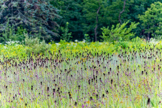 Close-up of Echinacea pallida flowers blooming among tall prairie grasses in summer. A native wildflower with drooping pink petals and dark cone-shaped centers, growing in a natural meadow habitat. - Powered by Adobe
