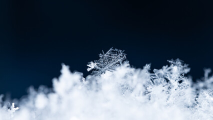 snowflakes, winter card, crystals of snow