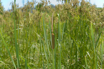 cattail and reeds grasses and other outdoor plants in summer