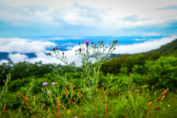 Views of Shenandoah National Park