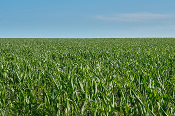 Lush green cornfield under a cloudless blue sky, representing agriculture, nature, and summer farming. Clean background ideal for eco, rural, and organic concepts