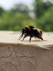 bee on a black background
