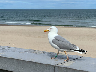 A seagull with a ring on its leg walking along a wall along the beach promenade in Kolobrzeg on the Baltic Sea in Poland