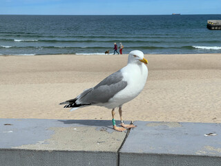 A seagull with a ring on its leg walking along a wall along the beach promenade in Kolobrzeg on the Baltic Sea in Poland