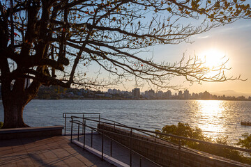 &aacute;rvore e seus ganhos sumindo no sol em Florian&oacute;polis Santa Catarina Brasil florianopolis forte 