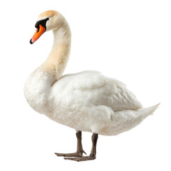 Obraz premium Elegant swan with a graceful curved neck, standing proud