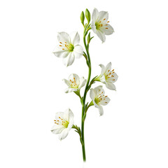 Obraz premium A vibrant freesia stem showcasing multiple colorful blossoms elegantly centered and isolated on a clean white background