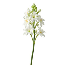 A vibrant freesia stem showcasing multiple colorful blossoms elegantly centered and isolated on a clean white background