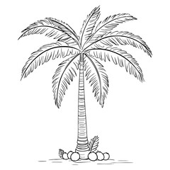 Coconut Palm Tree Illustration with Coconuts and Leaves