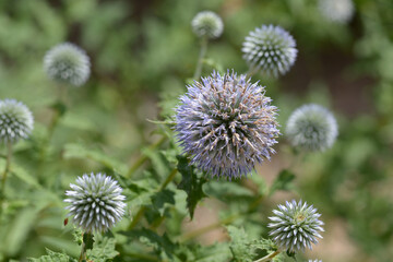 ルリタマアザミ