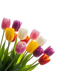 Obraz premium Vibrant bouquet of colorful tulips in full bloom bringing spring joy and natural beauty to any design project
