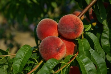Ripe Peaches in Cluster on Tree with Green Leaves