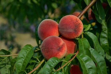 Group of Peaches Ripening on Summer Tree