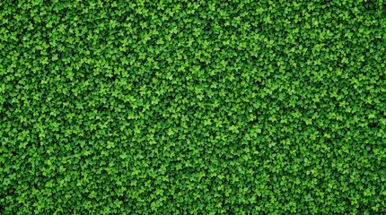 Fototapeta premium Overhead shot of a dense, seamless arrangement of four-leaf clovers