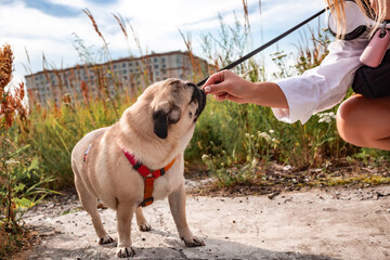 The owner feeds his cute little tan and black pug breed of dog while walking with harness and a black leash in the city park. Street photography. 