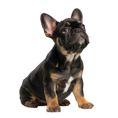 Fototapeta premium A charming French bulldog puppy gazing with curiosity. The pup has a black and tan coat and adorable features. 
