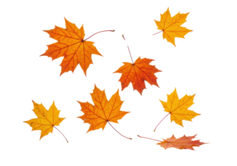 Pristine autumn maple leaves in vibrant orange, red, and yellow, suspended in dynamic scattering motion on a transparent studio background with copy space, sharp macro focus, ultra photorealistic,
