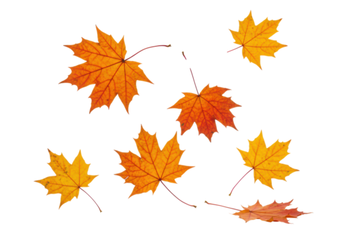 Pristine autumn maple leaves in vibrant orange, red, and yellow, suspended in dynamic scattering motion on a transparent studio background with copy space, sharp macro focus, ultra photorealistic,
