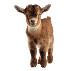 Fototapeta premium A cute baby goat stands and faces the viewer directly, radiating innocence and charm