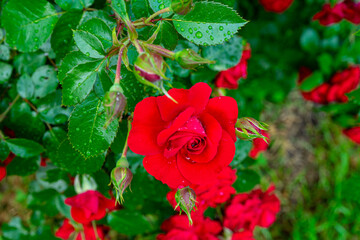 Beautiful roses blooming gracefully in the garden, filling the space with vibrant colors and natural elegance
