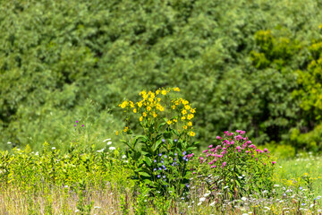 Colorful wildflowers blooming on a summer meadow with a forest backdrop. Prominent yellow, purple, and blue flowers grow in natural harmony under bright sunlight, representing the biodiversity
