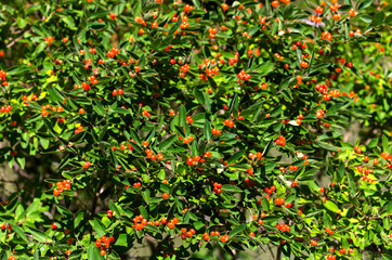 Dense bush covered in vibrant red berries and dark green leaves, possibly a honeysuckle (Lonicera), growing in full sunlight during summer. 