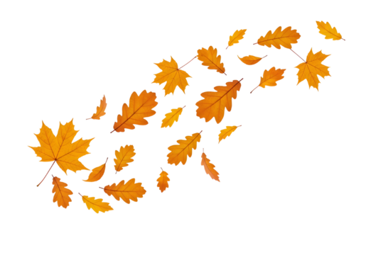 Falling Yellow and Orange Leaves Design