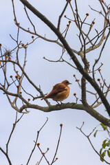 A Rufous Hornero with brown plumage is perched on a dry, leafless tree branch, with a clear sky in the background and other dry branches around, in Sao Paulo, Brazil.