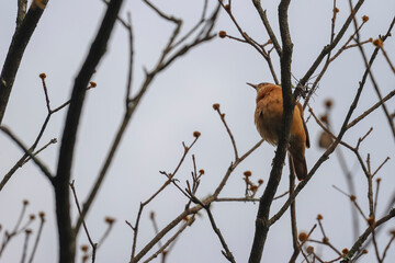 A Rufous Hornero with brown plumage is perched on a dry, leafless tree branch, with a clear sky in the background and other dry branches around, in Sao Paulo, Brazil.