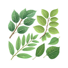 Naklejka premium Leaves branches collection vector on white background.1