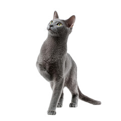 An elegant gray cat with bright green eyes, captured mid-stride, with its gaze directed upward