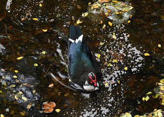 wild duck