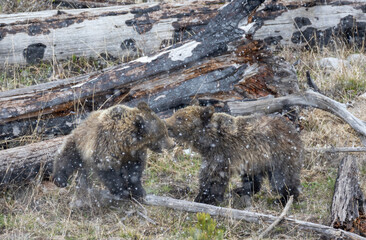 Grizzly Bear Sow and Cub Playing During a Spring Snowstorm in Yellowstone National Park Wyoming