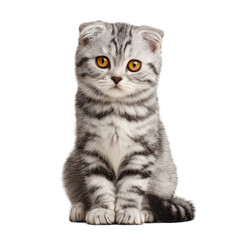 A Cute Scottish Fold Kitten with Striking Eyes. A small cat with gray stripes sitting and staring directly towards the camera. The adorable look of the kitten captures the hearts of the viewers