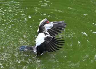 wild duck