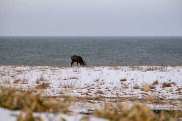 Fototapeta premium 冬の海辺に佇むエゾシカ / Ezo Deer Standing by the Winter Seaside