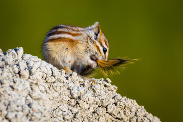 Close-Up Cute Portrait of Least Chipmunk Enjoying Sun