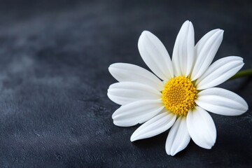 Obraz premium Close up of a white daisy with a yellow center, resting on a dark textured surface, creating a striking contrast