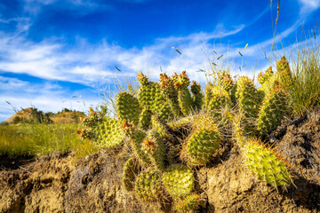 Close up green cactus growing in Roosevelt National Park