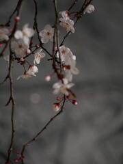 red cherry blossom