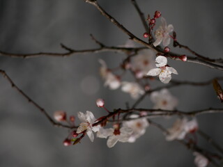 cherry tree blossom