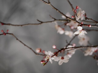cherry blossom in spring