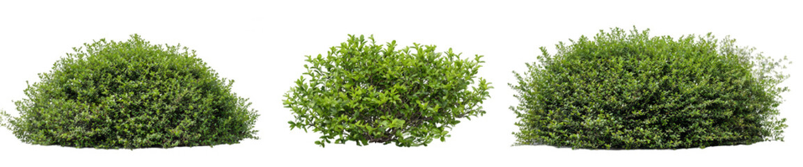 Obraz premium Three different types of bushes isolated on a white background, png, transparent