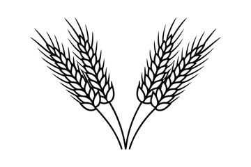 Fototapeta premium Wheat And Barley Ears