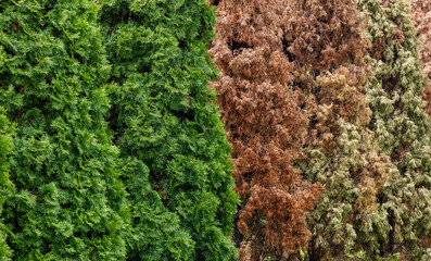 Green and brown dry thuja