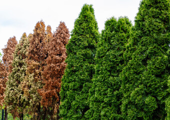 Green and brown dry thuja