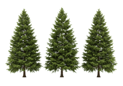 Three mature, perfectly formed evergreen spruce trees in a precise row, the central tree larger and more vibrant, with lush green needles and textured brown trunks, against a transparent studio