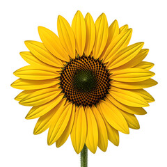 Vibrant yellow sunflower with intricate center perfect for adding a pop of color and nature to your projects