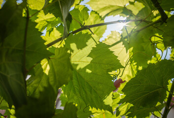 green leaves in sunlight